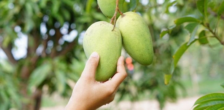 a-taste-of-summer-with-mango-2